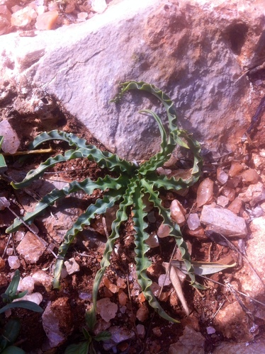 Drimia purpurascens