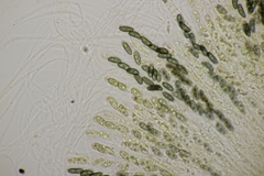 Nemania serpens