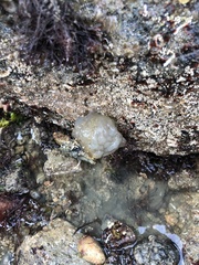 Phallusia mammillata