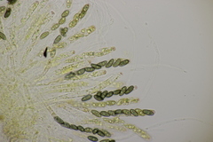 Nemania serpens