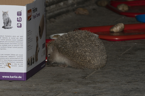 ヒトイロハリネズミ