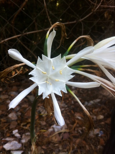 Image of Pancratium foetidum by (c) Dyhia YOUSFI, some rights reserved (CC BY)
