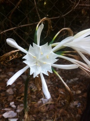 Pancratium foetidum, photograph (c) Dyhia YOUSFI, some rights reserved (CC BY)