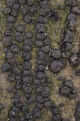 Melogramma campylosporum