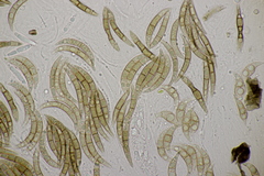 Melogramma campylosporum