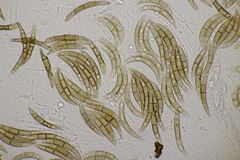 Melogramma campylosporum