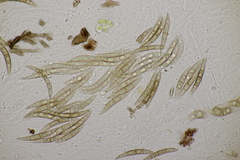 Melogramma campylosporum