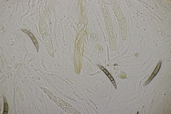 Melogramma campylosporum