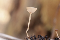 Ciboria amentacea