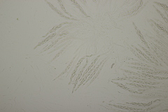 Ruzenia spermoides