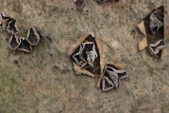 Sclerencoelia fraxinicola