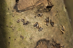 Sclerencoelia fraxinicola