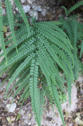 Image of Adiantum melanoleucum by (c) Brian Oakes Haiti Hunter, some rights reserved (CC BY)