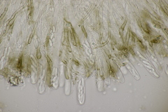 Sclerencoelia fraxinicola
