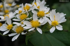 Montanoa leucantha