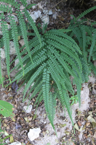 Image of Adiantum melanoleucum by (c) Brian Oakes Haiti Hunter, some rights reserved (CC BY)