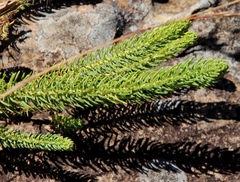 Euphorbia ericoides