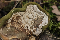 Trichoderma pulvinatum