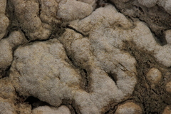 Trichoderma pulvinatum