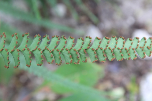 Image of Adiantum melanoleucum by (c) Brian Oakes Haiti Hunter, some rights reserved (CC BY)