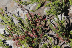 Erica caffrorum