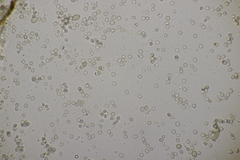 Trichoderma pulvinatum