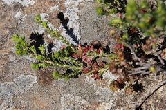 Erica caffrorum