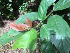 Ficus congesta