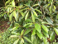 Pittosporum ferrugineum