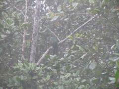 Priotelus roseigaster