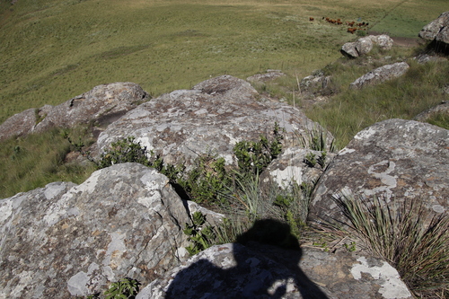 Image of Scolopia flanaganii by (c) Tony Rebelo, some rights reserved (CC BY-SA)
