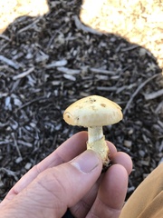 Leratiomyces percevalii