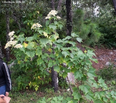 Montanoa leucantha
