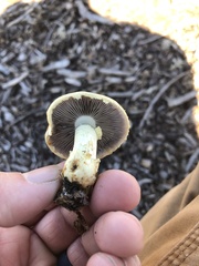 Leratiomyces percevalii