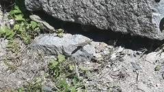 Podarcis muralis