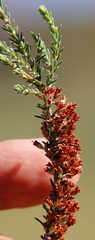 Erica caffrorum