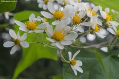 Montanoa leucantha
