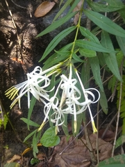 Solenandra angustifolia