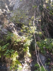 Solenandra angustifolia