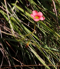 Oxalis bowiei
