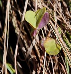 Oxalis bowiei