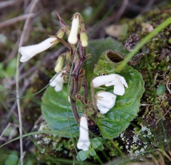 Streptocarpus pusillus