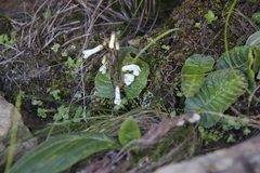 Streptocarpus pusillus