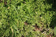 Moehringia trinervia