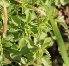 Moehringia trinervia