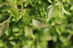 Moehringia trinervia