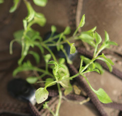 Moehringia trinervia