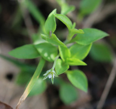 Moehringia trinervia