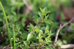 Moehringia trinervia