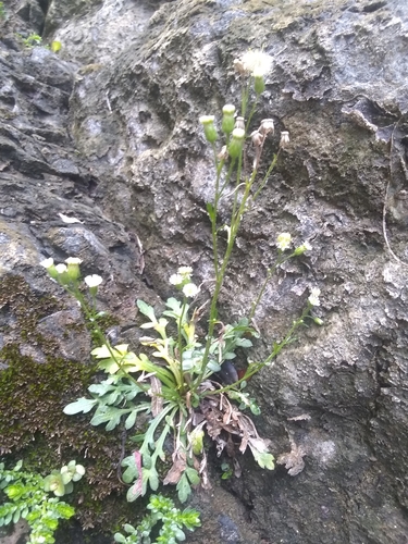 Jamaican Fleabane (Erigeron jamaicensis)